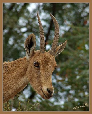02397 - Roe / Ein-Ovdat - Israel