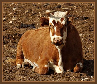02535 - Cow / Hermon mountain - Israel