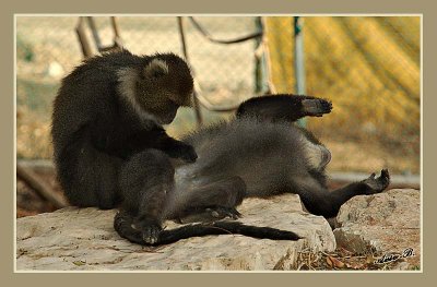 02669 - Can you scrub my back? | ? / Monkeys park - Israel