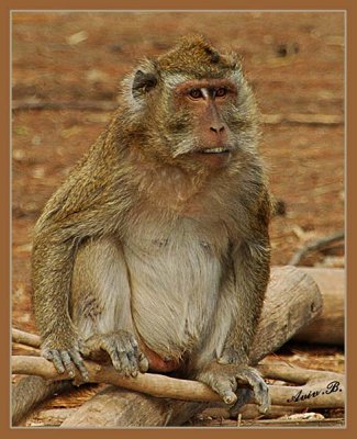 02676 - The chief... | ? / Monkeys park - Israel