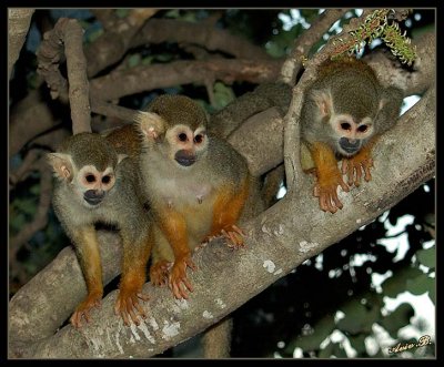 02750 - The 3 monkeys | ? / Monkeys park - Israel