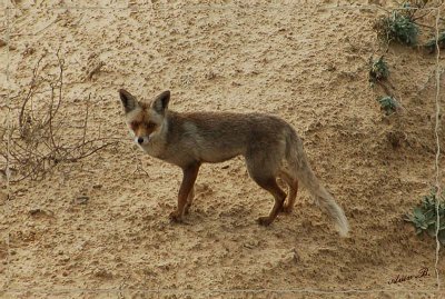 03054 - Fox / Netanya beach - Israel