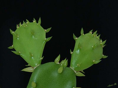 03479 - Mini cactus