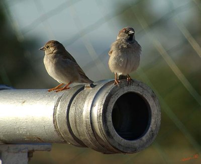 03874 - Crossly? / (near) Be'er-Sheva - Israel