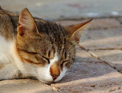04030 - Sleepy cat / Tel-Aviv bay - Israel