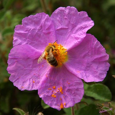 04194 - The bee & the flower (2nd) / Princes island - Turkey