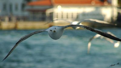 04235 - On your six... | Seagull / (on the way from) Princes island - Turkey