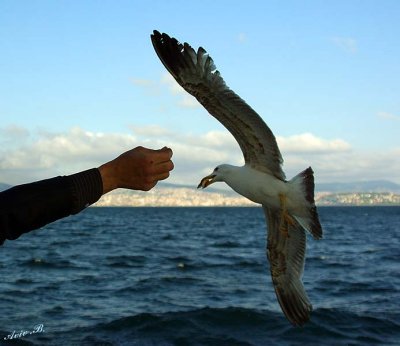04255 - Eating from my hands... | Seagull / (on the way from) Princes island - Turkey