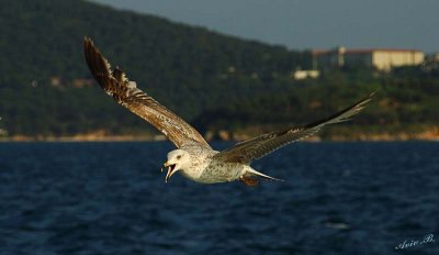 04256 - Give me some food... | Seagull / (on the way from) Princes island - Turkey