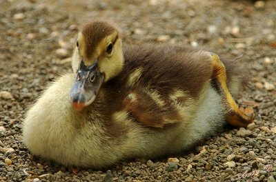 04826 - Baby duck... / Israel