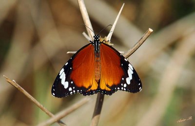 05020 - Butterfly / Crocodile river - Israel