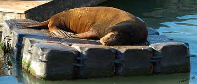 05103 - Sea lion / San-Francisco bay - CA - USA