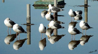 05180 - Seagull reflection / Alcatraz island - CA - USA