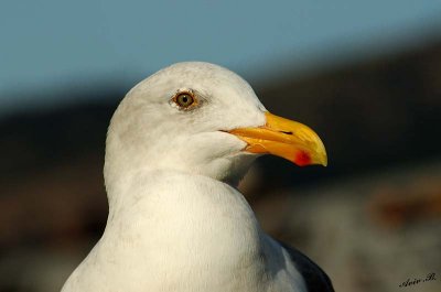 05217 - Looking in your eyes... | Seagull / Alcatraz island - CA - USA
