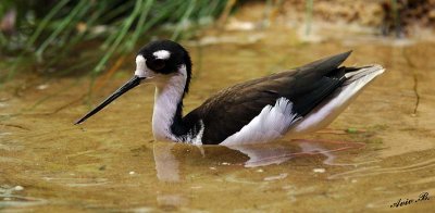 05312 - Black-necked stilt / Monterey bay aquarium - CA - USA