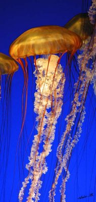 05332 - Sea nettle / Monterey bay aquarium - CA - USA