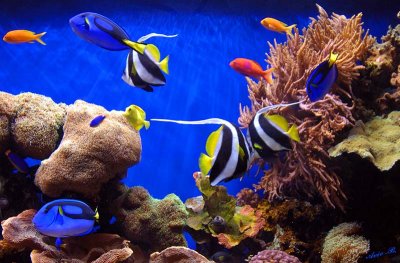 05335 - ? / Monterey bay aquarium - CA - USA