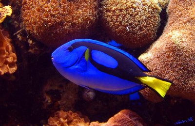 05337 - Blue Tang / Monterey bay aquarium - CA - USA