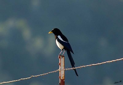 05385 - Yellow billed Magpie / Rd. 41 - CA - USA