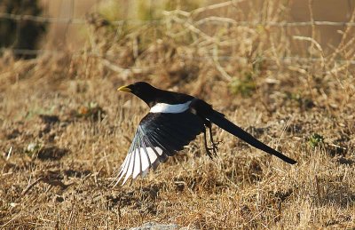 05386 - Yellow billed Magpie / Rd. 41 - CA - USA