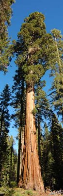 05392 - Giant Sequoia tree / Yosemite NP - CA - USA