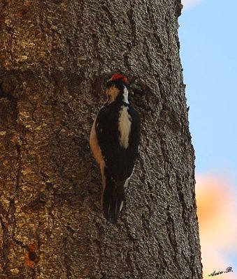 05414 - Downy Woodpecker / Yosemite NP - CA - USA