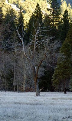 05420 - Frozen tree on frozen grass / Yosemite NP - CA - USA