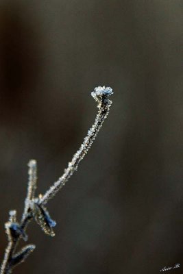 05424 - Frozen stalk / Yosemite NP - CA - USA