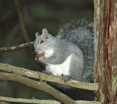05454 - Western grey squirrel / Yosemite NP - CA - USA
