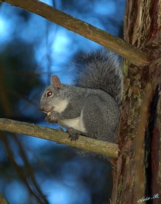 05466 - Western grey squirrel / Yosemite NP - CA - USA