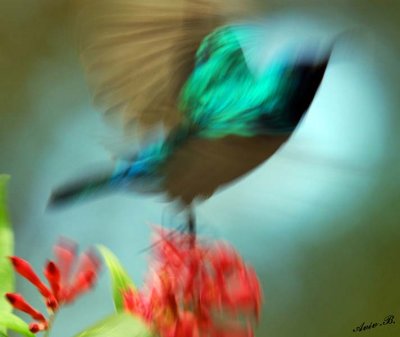 05587  - Hummingbird abstract... ;-) / Ganey-Tikva - Israel