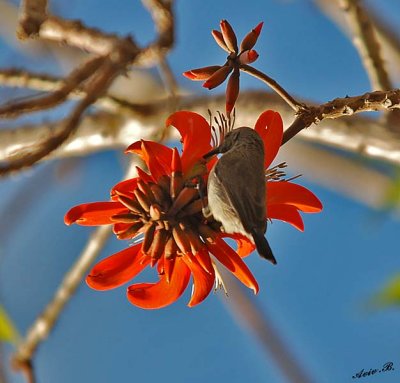 05591 - Hummingbird baby / Ganey-Tikva - Israel