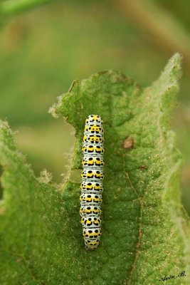 05802 - Papilo machaon larva / Netanya - Israel