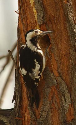 05968 - Downy Woodpecker (female) / Ganey-Tikva - Israel