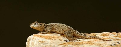 06850 - Agama / Yarkon river - Tel-Aviv - Israel