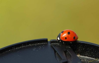 07010 - Ladybug who landed on my gear... / Gamla - Israel