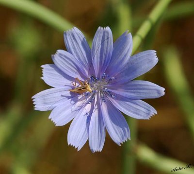 07016 - Alien on a flower (tiny insect)... / Gamla - Israel