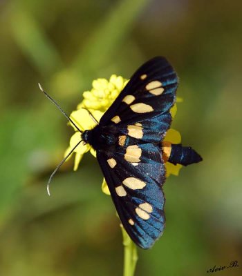 07052 - Blue butterfly / Gamla - Israel