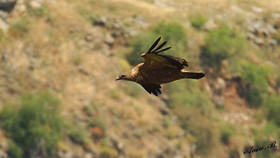 07340 - Vulture... / Gamla - Israel