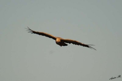 07358 - Vulture... / Gamla - Israel