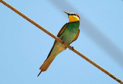 07846 - Bee-eater / Givaat-Shmuel - Israel