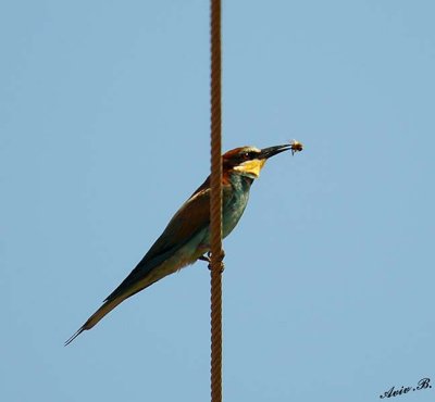 07853 - Bee-eater (with the bee ;-) / Givaat-Shmuel - Israel