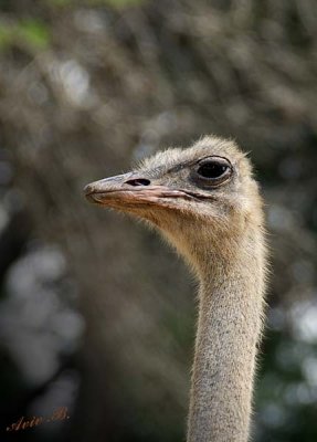 10876 - Ostrich / Safari zoo - Ramat-Gan - Israel