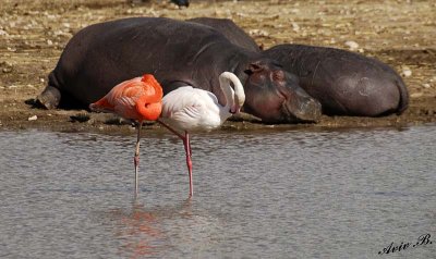 10921 - Shhh... everyone sleeping... | Hippopotamus & Flamingos / Safari zoo - Ramat-Gan - Israel