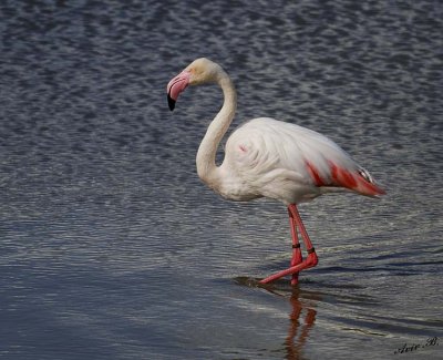10926 - Flamingo / Safari zoo - Ramat-Gan - Israel