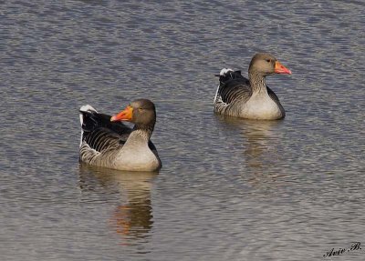 10931 - Crossly? | Ducks / Safari zoo - Ramat-Gan - Israel