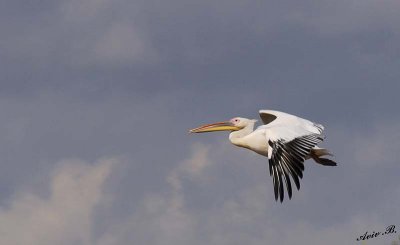 10942 - Ready to land... | Pelican / Safari zoo - Ramat-Gan - Israel