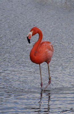 10951 - Flamingo / Safari zoo - Ramat-Gan - Israel