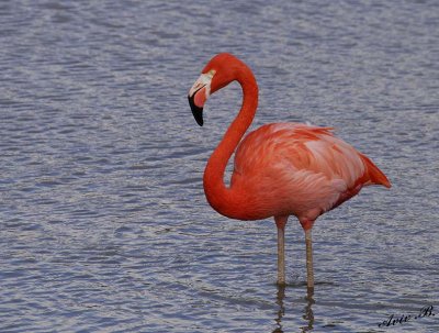 10956 - Flamingo / Safari zoo - Ramat-Gan - Israel
