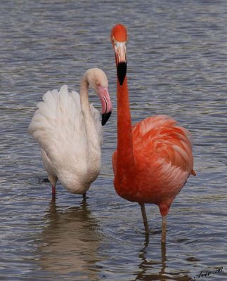 10958 - Flamingo / Safari zoo - Ramat-Gan - Israel